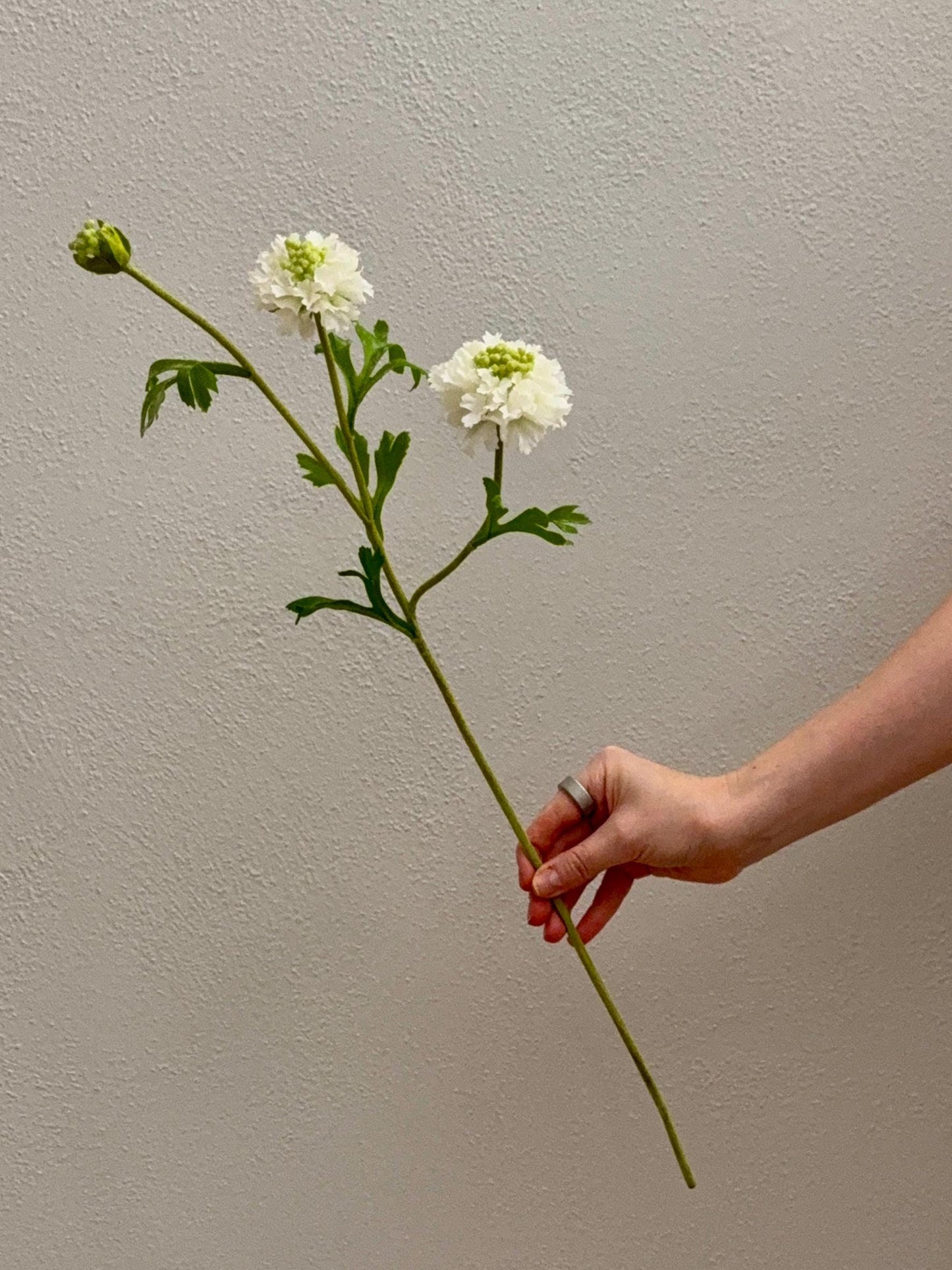 22.5" Artificial White Scabiosa Stem, 3 Head Faux Pincushion Flower, Silk Floral Stem