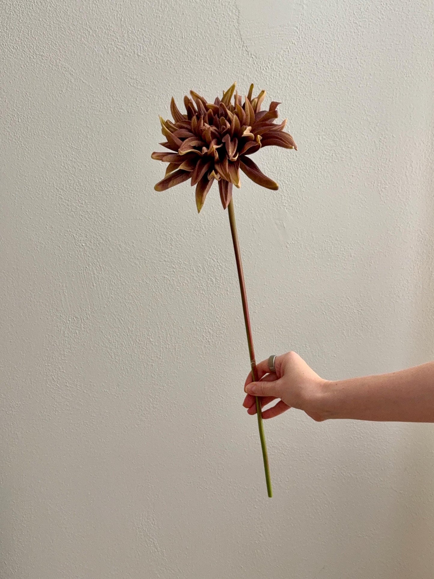 Artificial Dahlia Flower, Real Touch Faux Dahlia Stem 20"