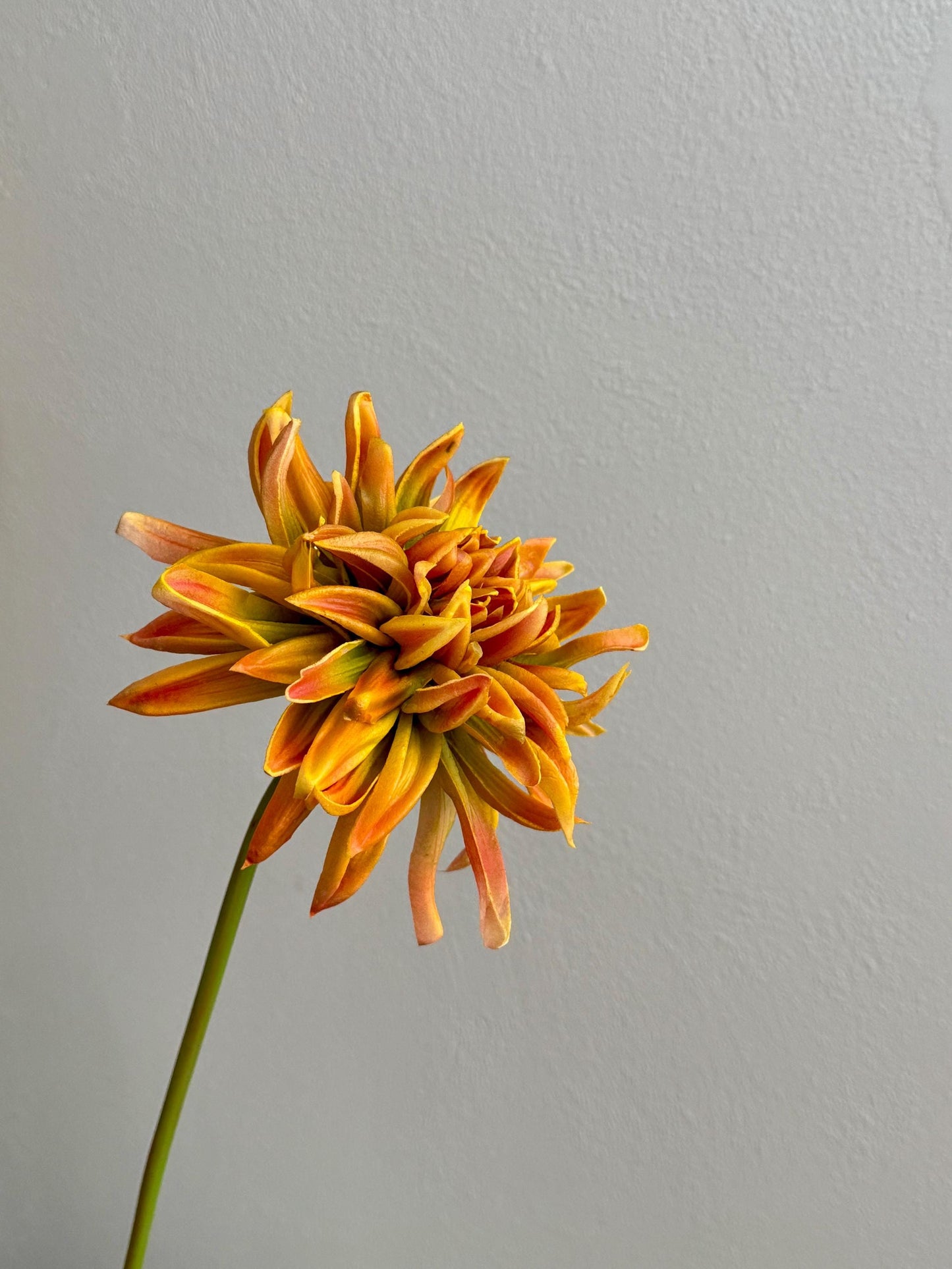 Artificial Dahlia Flower, Real Touch Faux Dahlia Stem 20"
